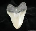 Inch Megalodon Tooth #1176-2